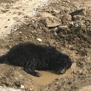 Meet your Posher, Ann